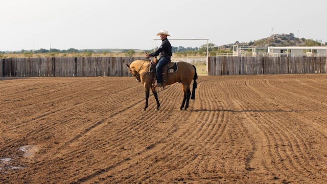 Colt-Starting Series:Intoroducing a Stop