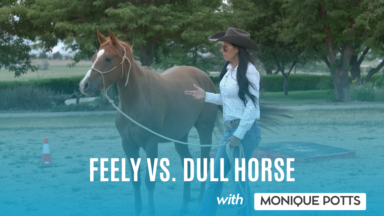 Feely vs. Dull Horse