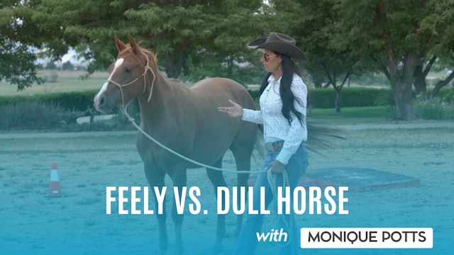 Feely vs. Dull Horse
