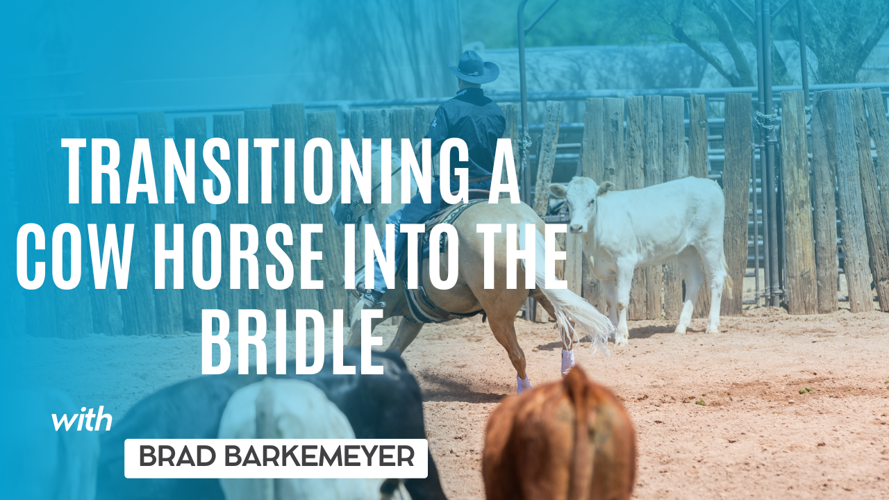 Transitioning a Cow Horse Into the Bridle
