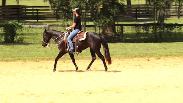 Guiding a Young Horse Through a Ranch...