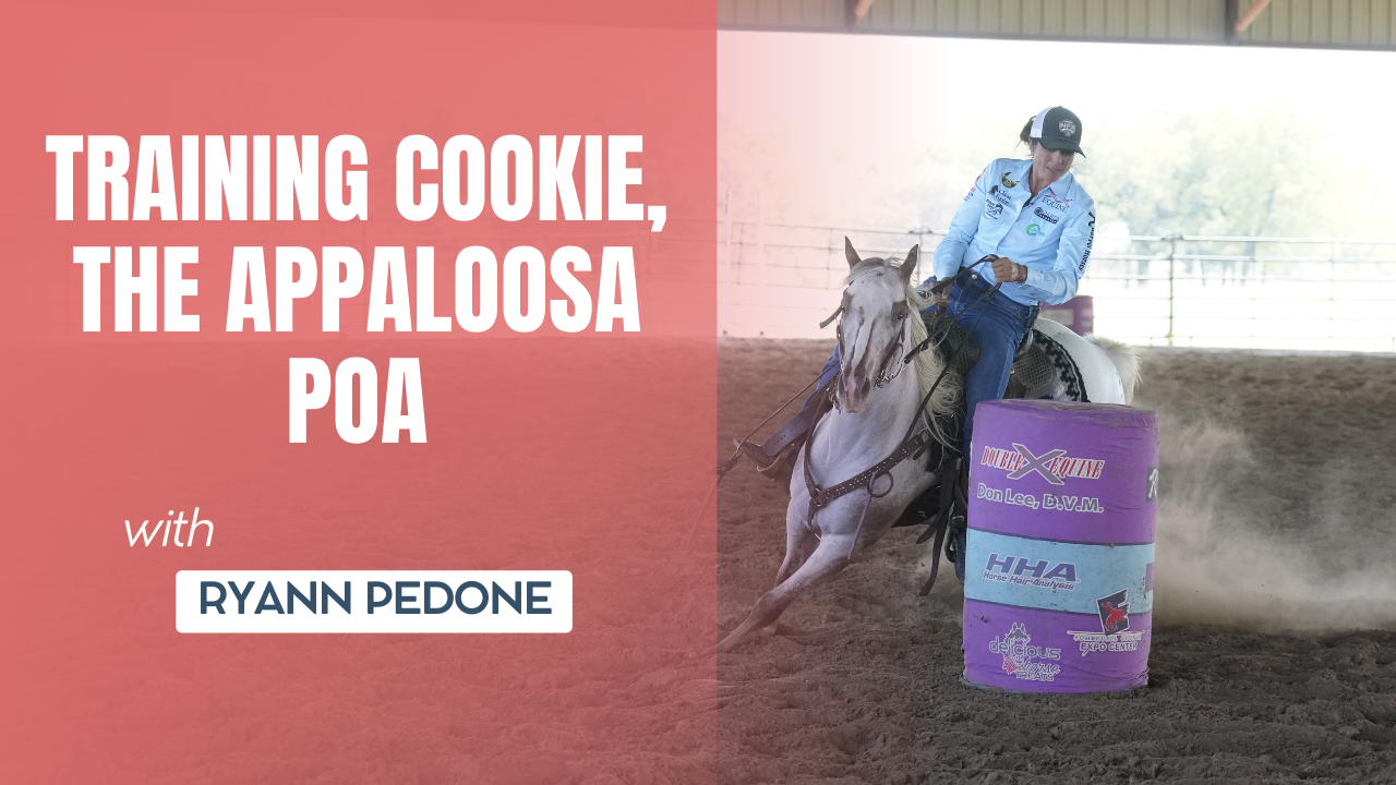 Training Cookie, the Appaloosa POA
