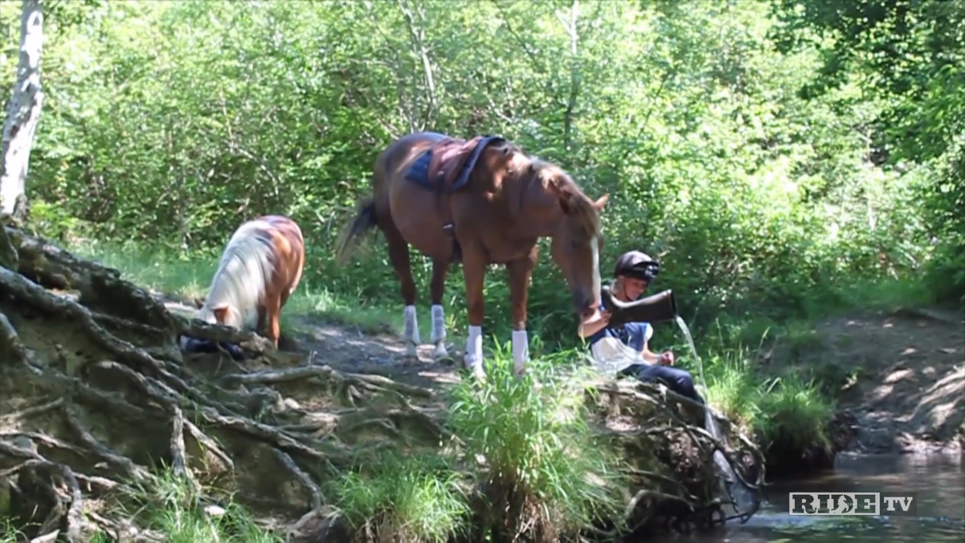 No Reins, No Rules, No Limits