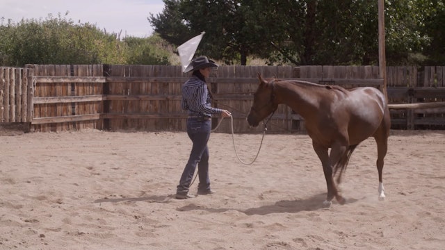 Working With a Jumpy Horse