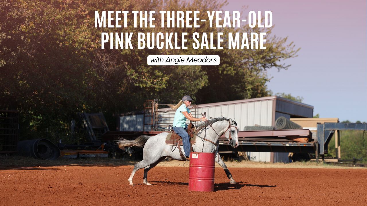 Angie Meadors: Meet the Three-Year-Old Pink Buckle Sale Mare