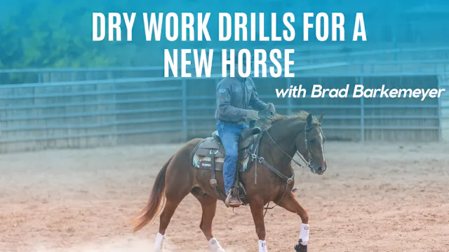 Dry Work Drills for a New Horse