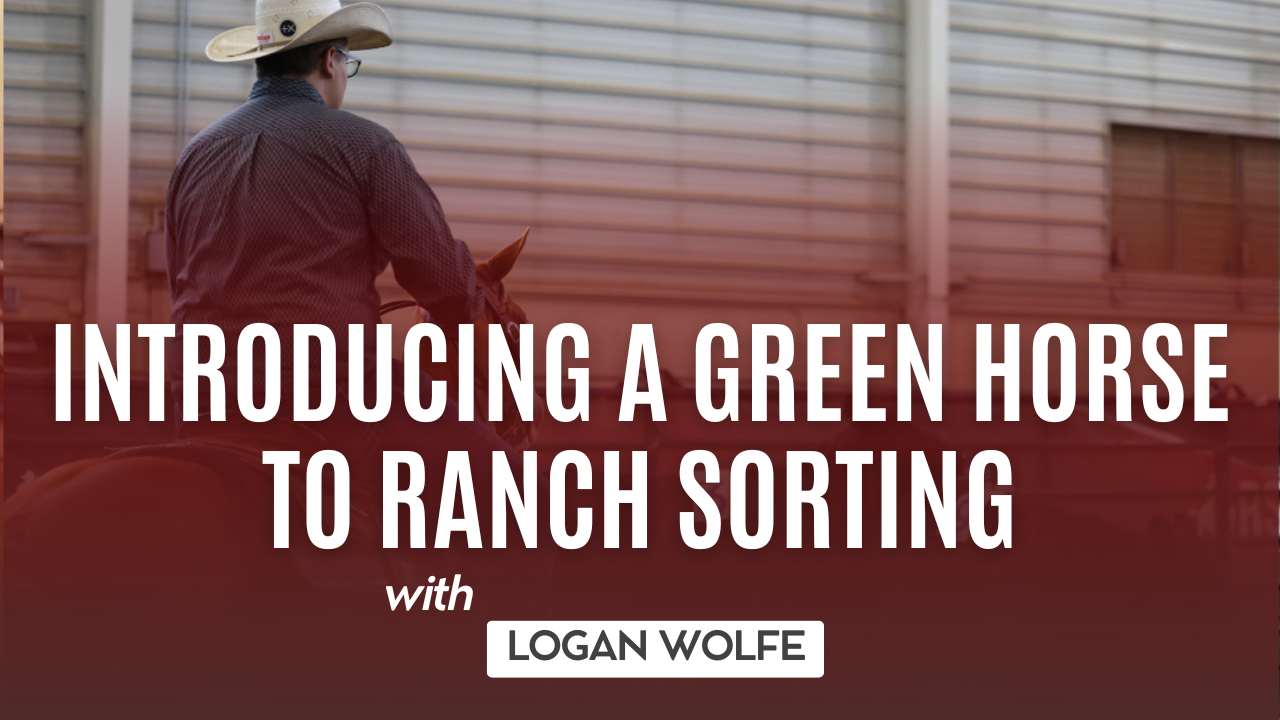 Introducing a Green Horse to Ranch Sorting