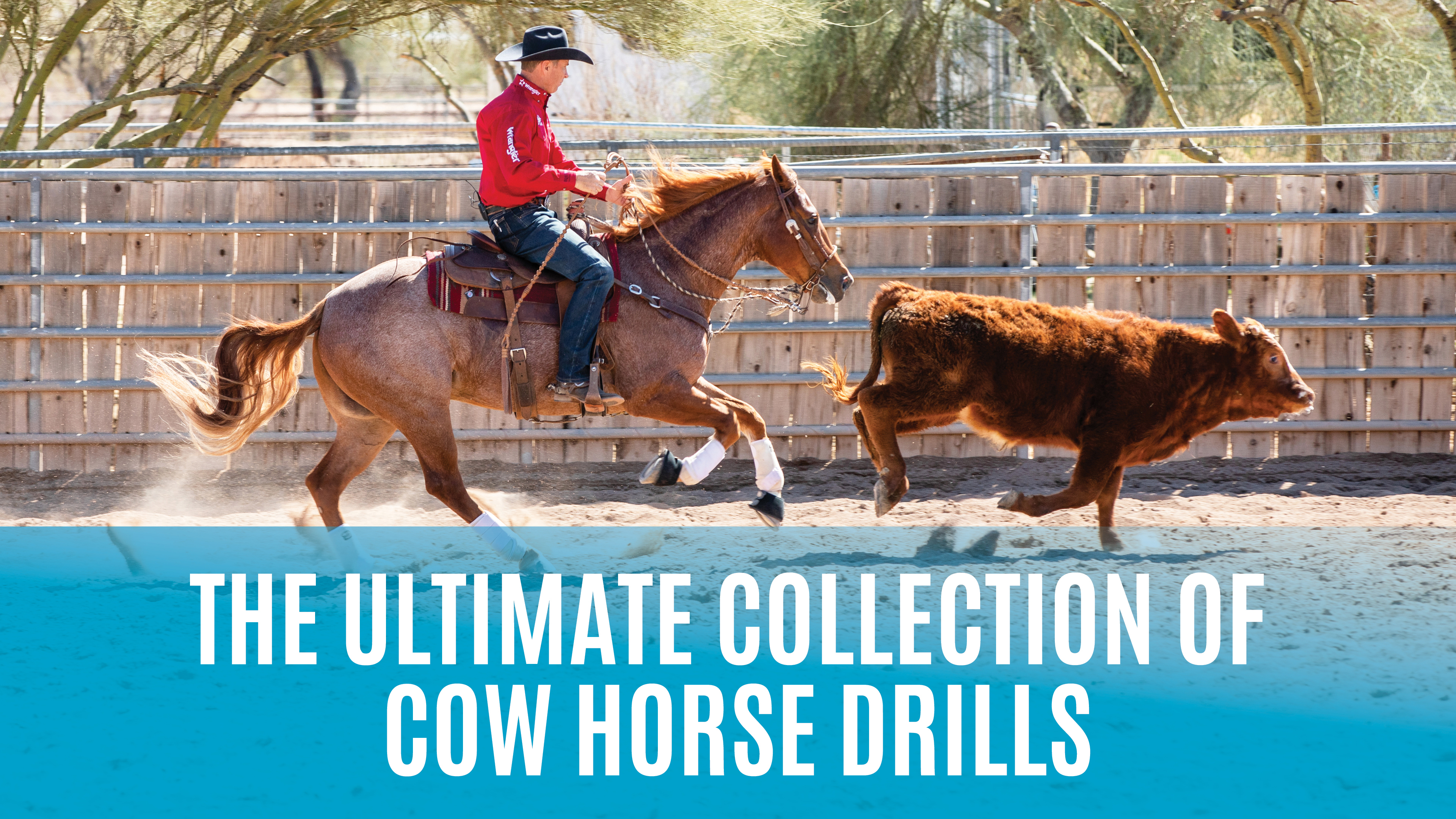 The Ultimate Collection of Cow Horse Drills