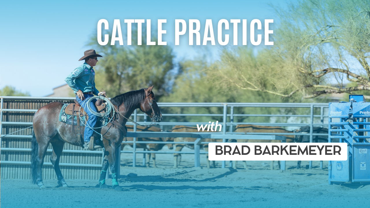 Cattle Practice
