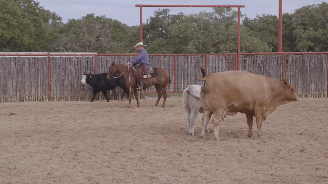 Starting a Young Horse on the Cow - RIDE TV