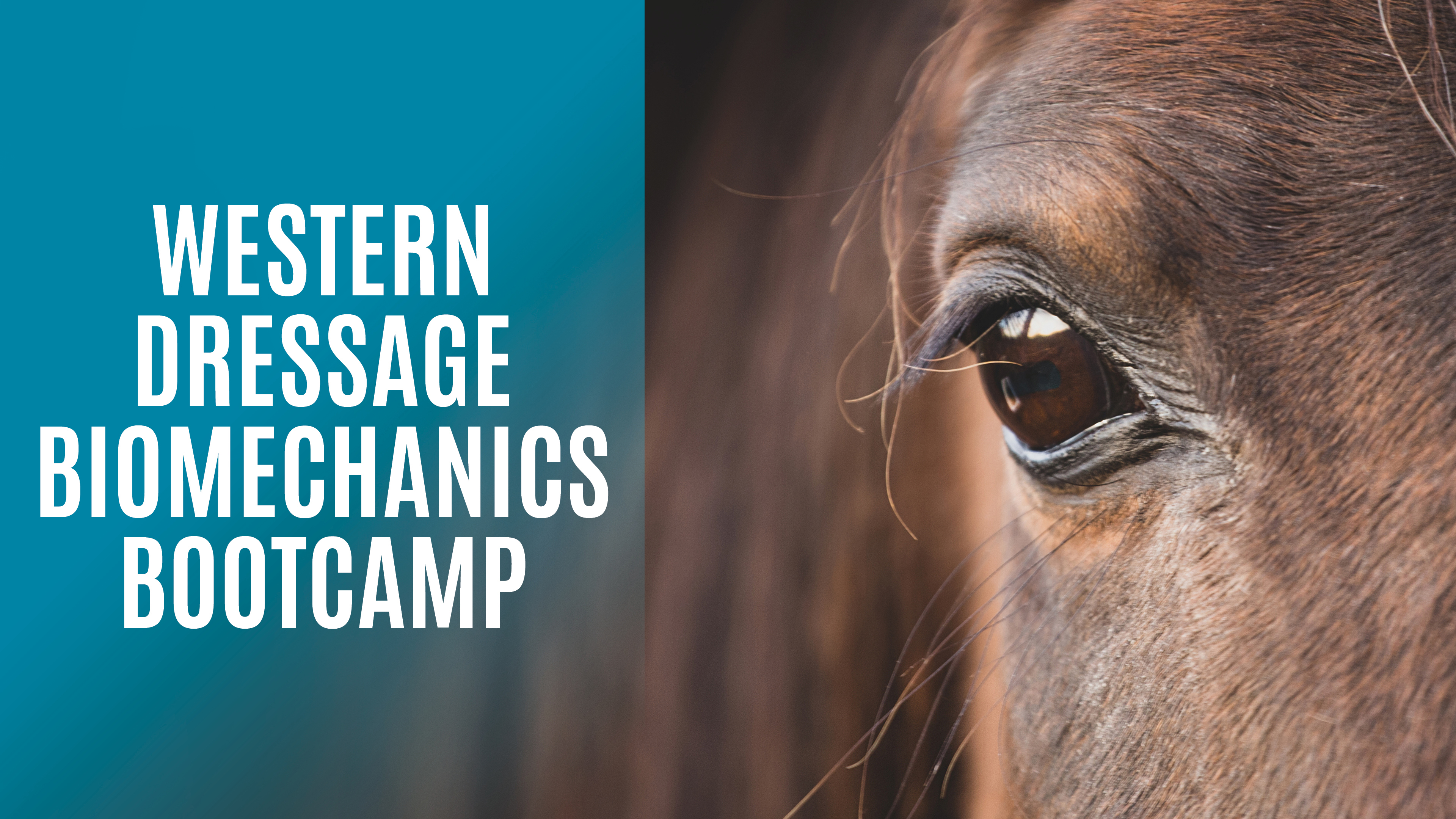 Western Dressage Biomechanics Bootcamp