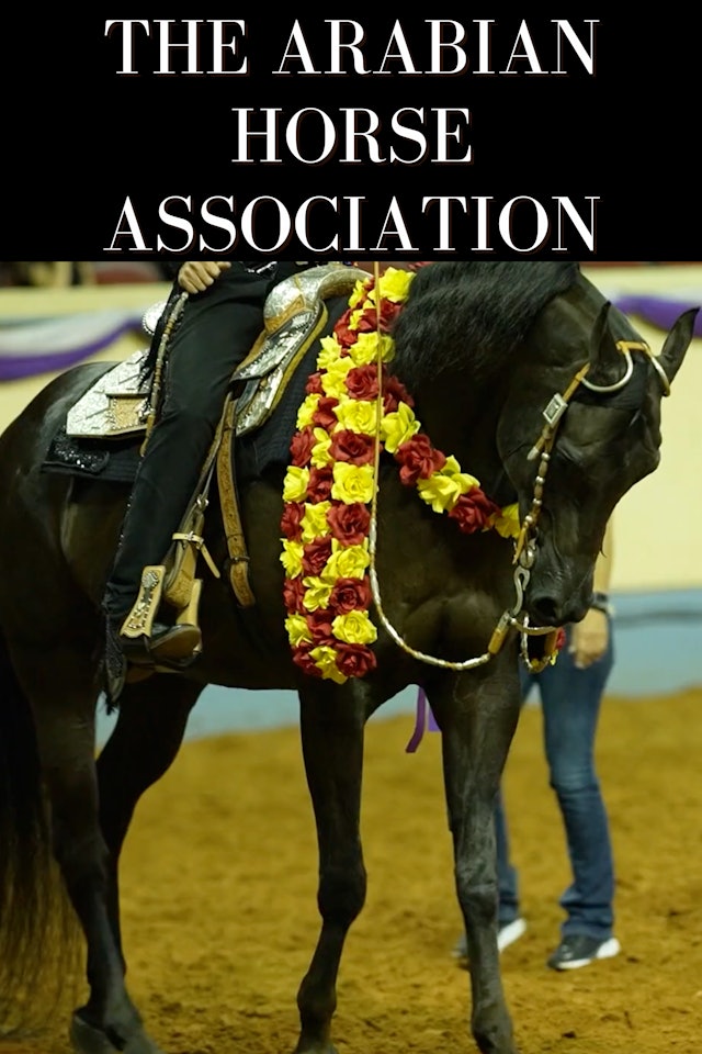 The Arabian Horse Association 