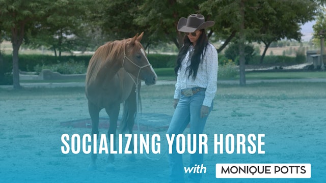 Socializing Your Horse