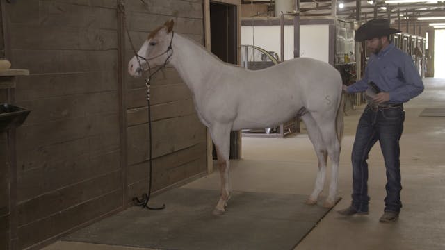 Getting a Yearling Used to Being Handled