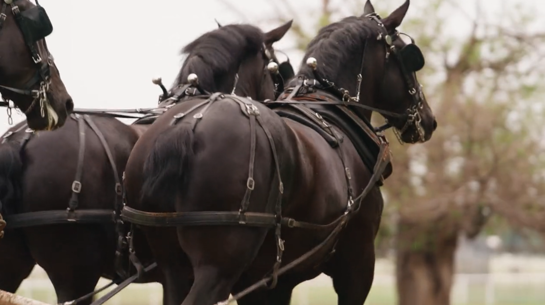 The Making of A Masterpiece: Work Horses of the Red Carpet 
