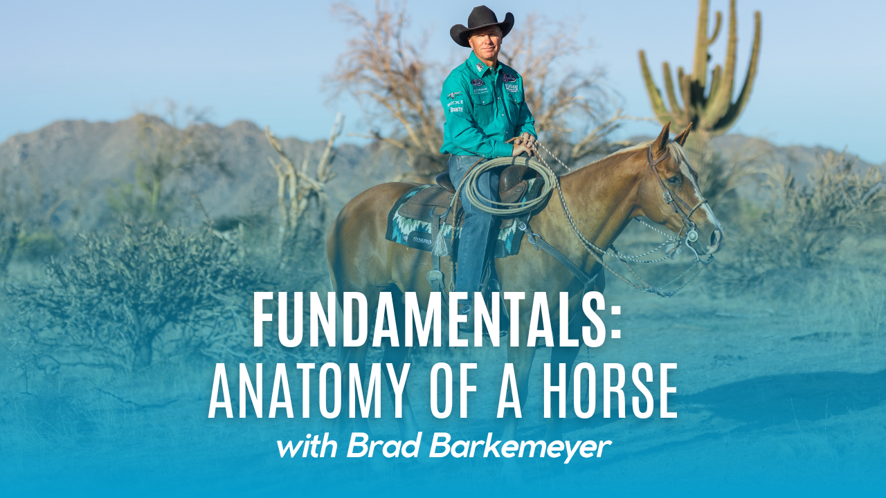 Fundamentals: Anatomy of a Horse