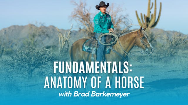 Fundamentals: Anatomy of a Horse