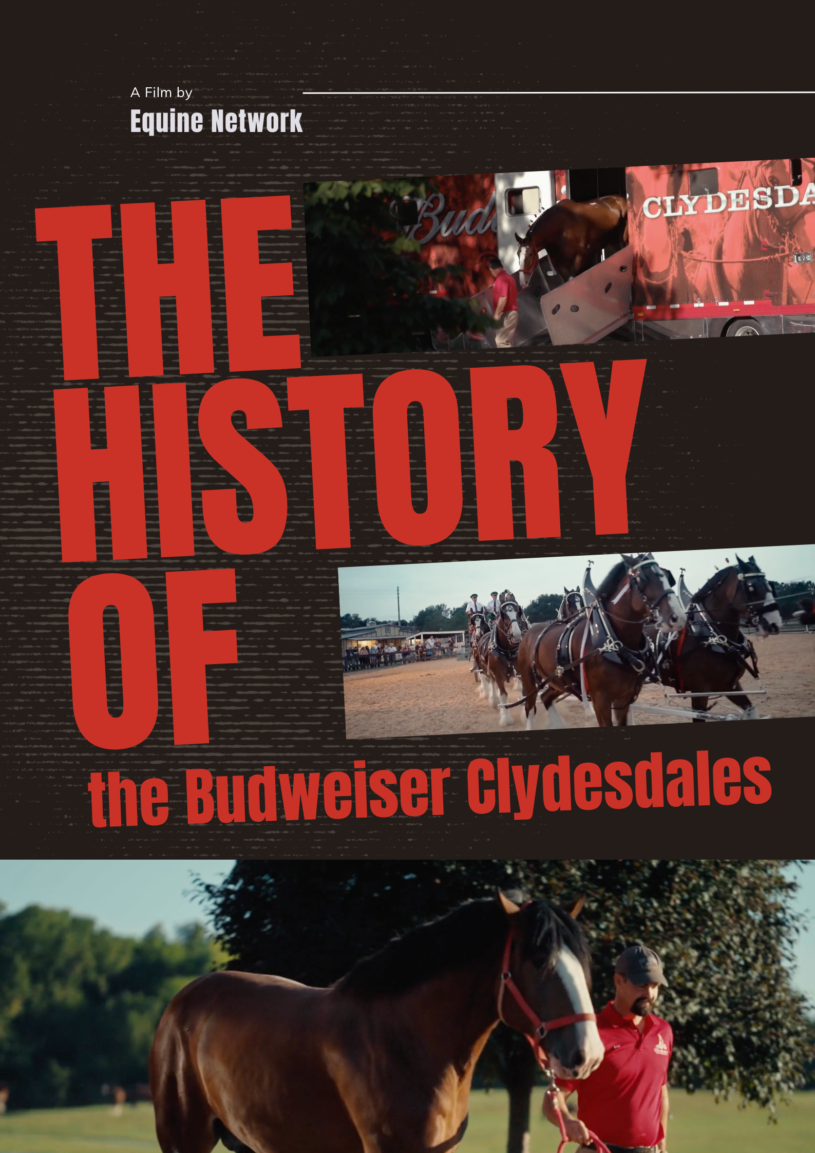 The History of the Budweiser Clydesdales