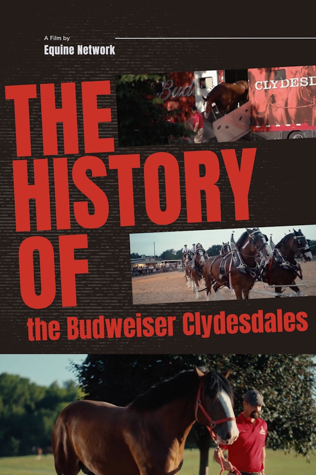 The History of the Budweiser Clydesdales