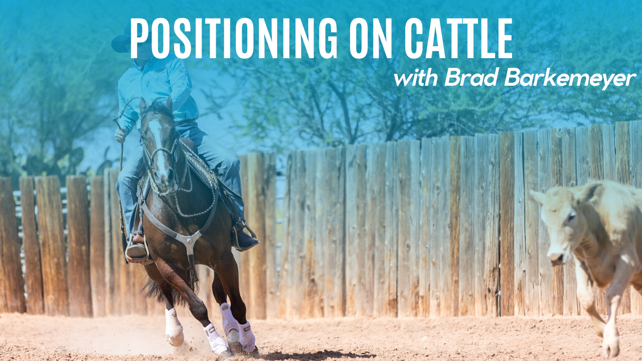Positioning On Cattle