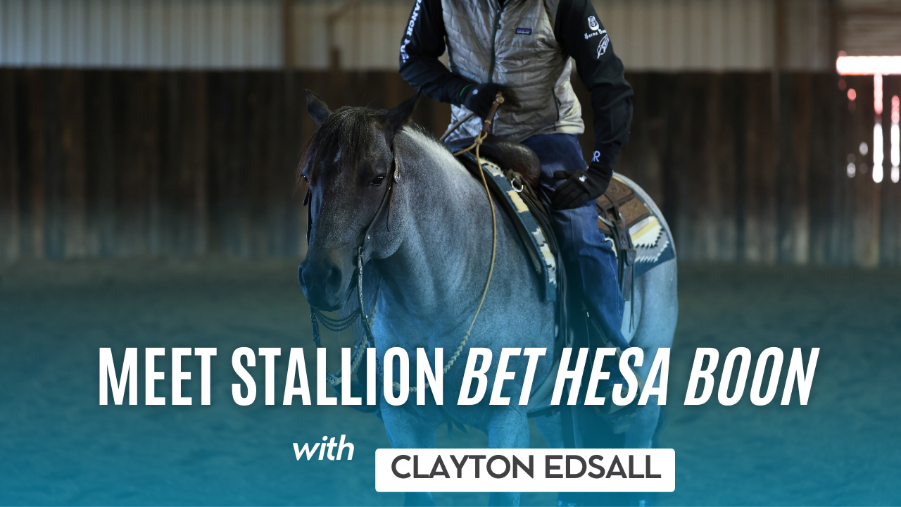 Meet Stallion Bet Hesa Boon 