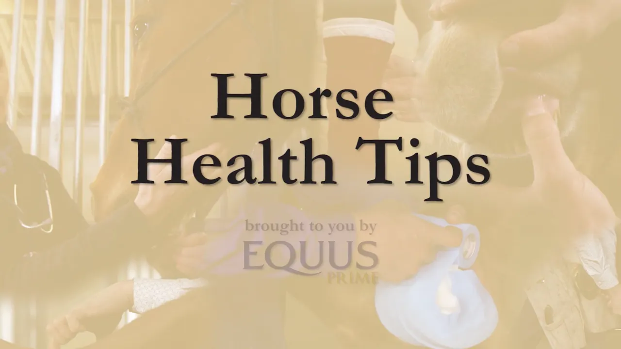 How to Wrap a Hoof Horse Care RIDE TV