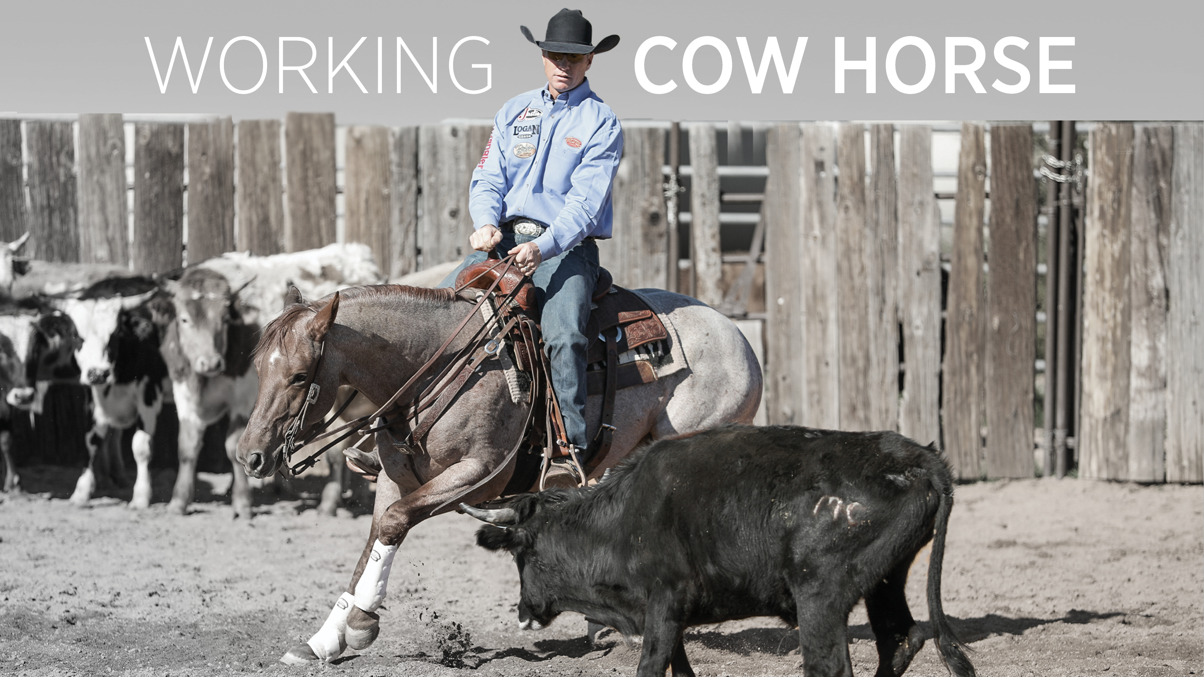 Working Cow Horse
