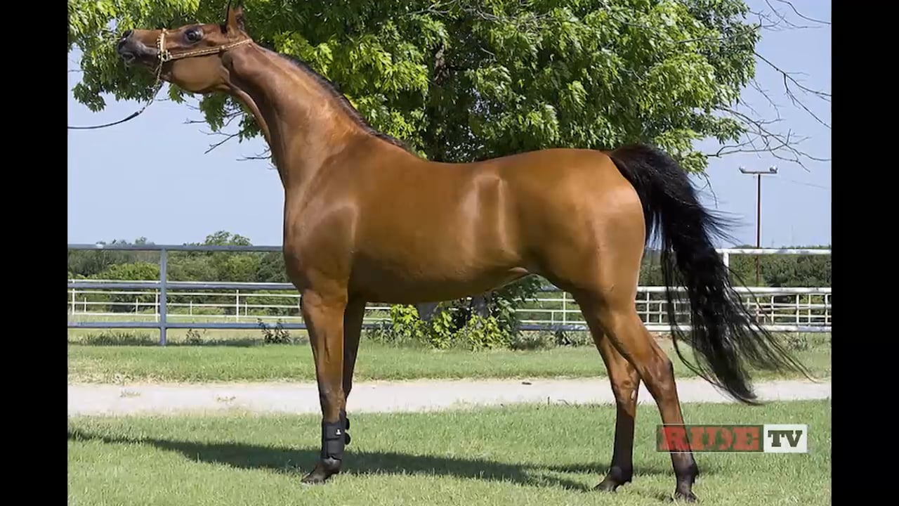 History Of The Horse