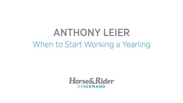 When to Start Working a Yearling