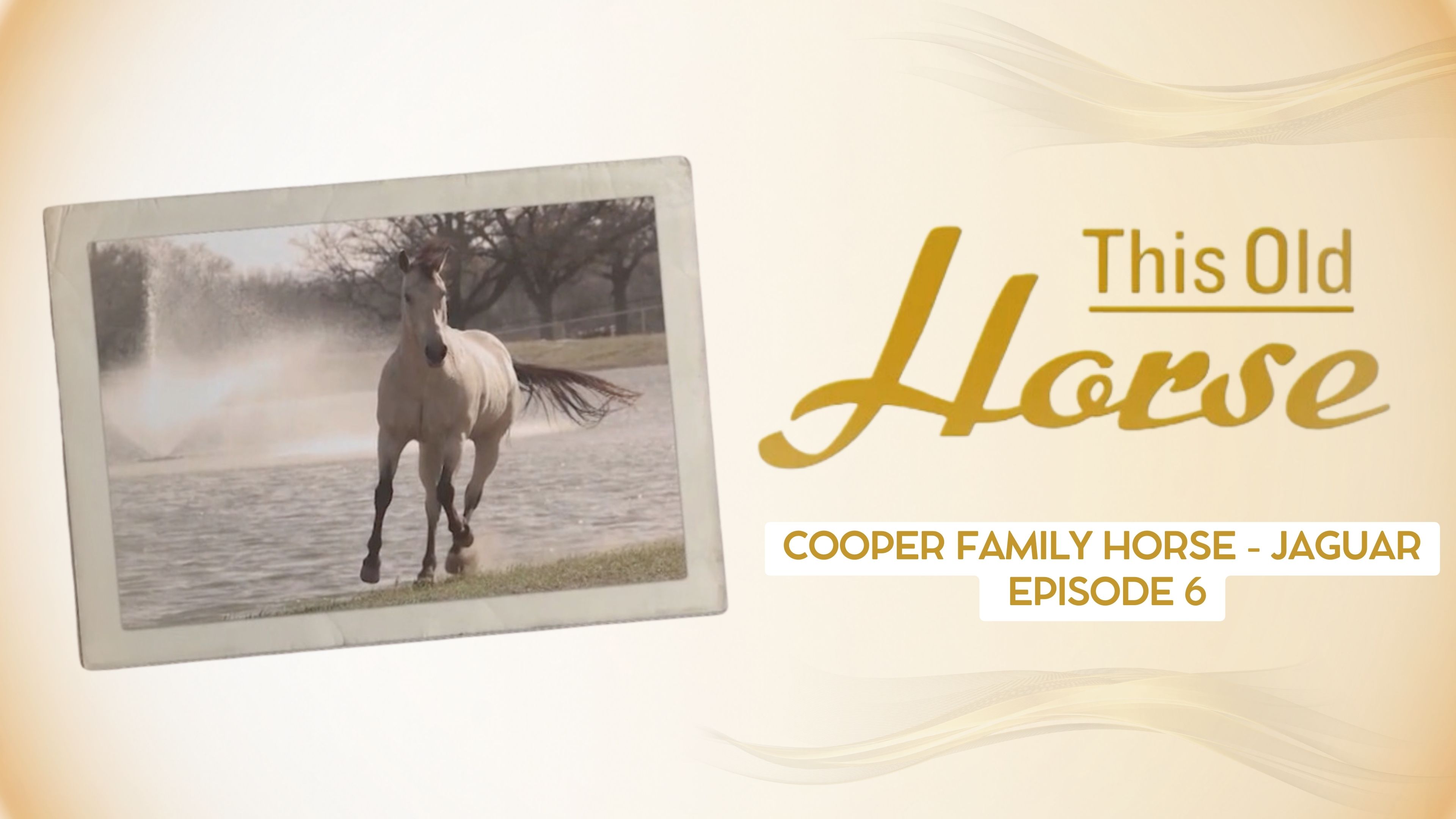 Cooper Family Horse, Jaguar