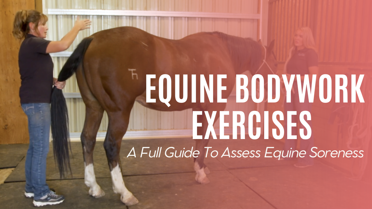 Equine Bodywork Exercises