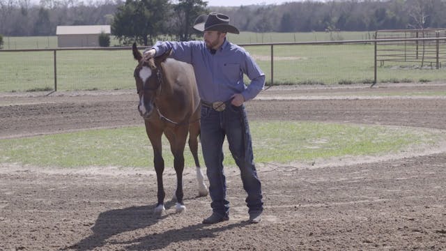 Halter Breaking and Weaning