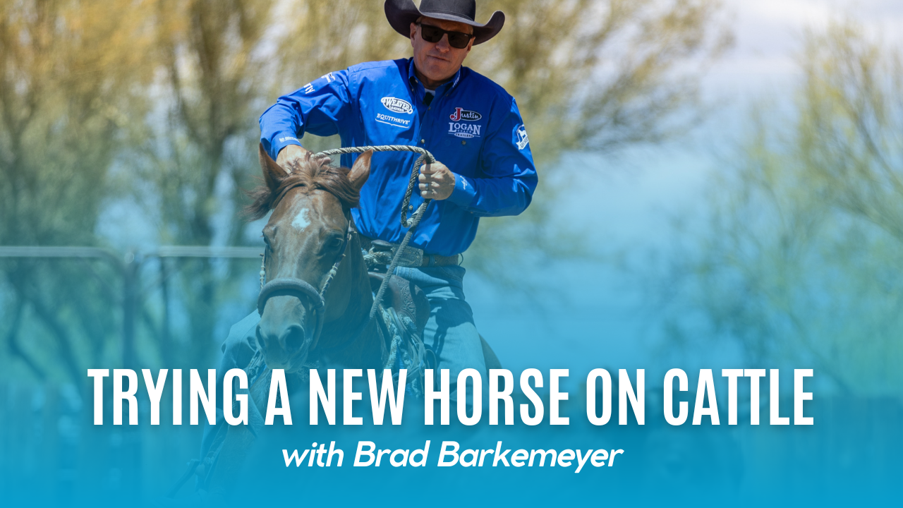 Trying a New Horse on Cattle