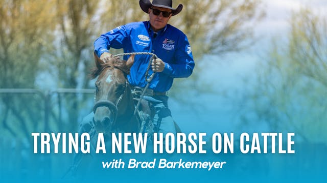 Trying a New Horse on Cattle