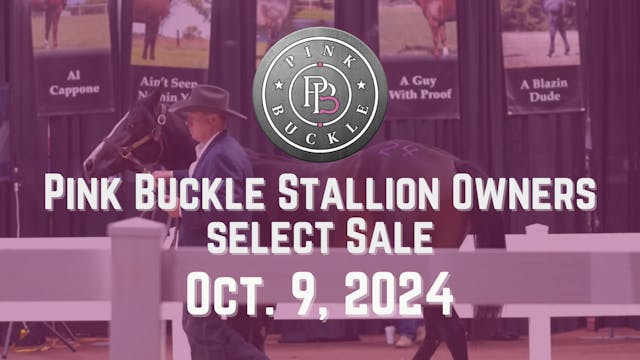 Pink Buckle Stallion Owners Select Sa...