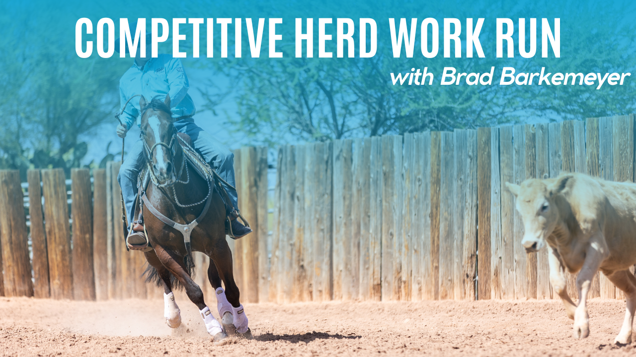 Competitive Herd Work Run