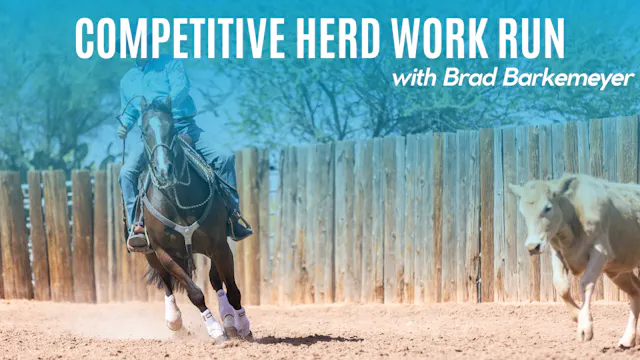 Competitive Herd Work Run
