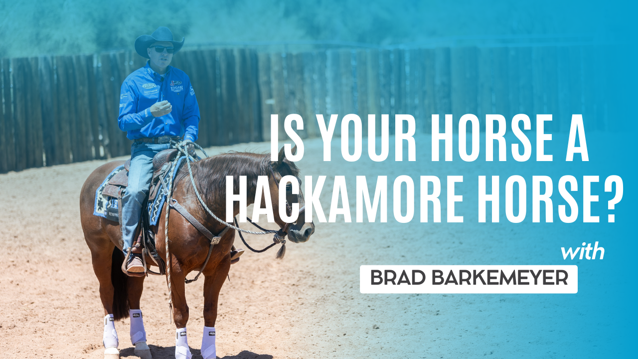 Is Your Horse a Hackamore Horse? 