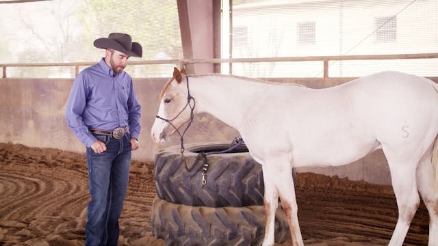 When to Start Working a Yearling