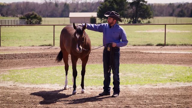 Ground Driving a Yearling