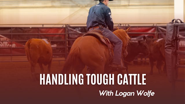 Handling Tough Cattle