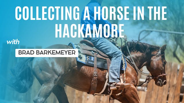 Collecting a Horse in the Hackamore
