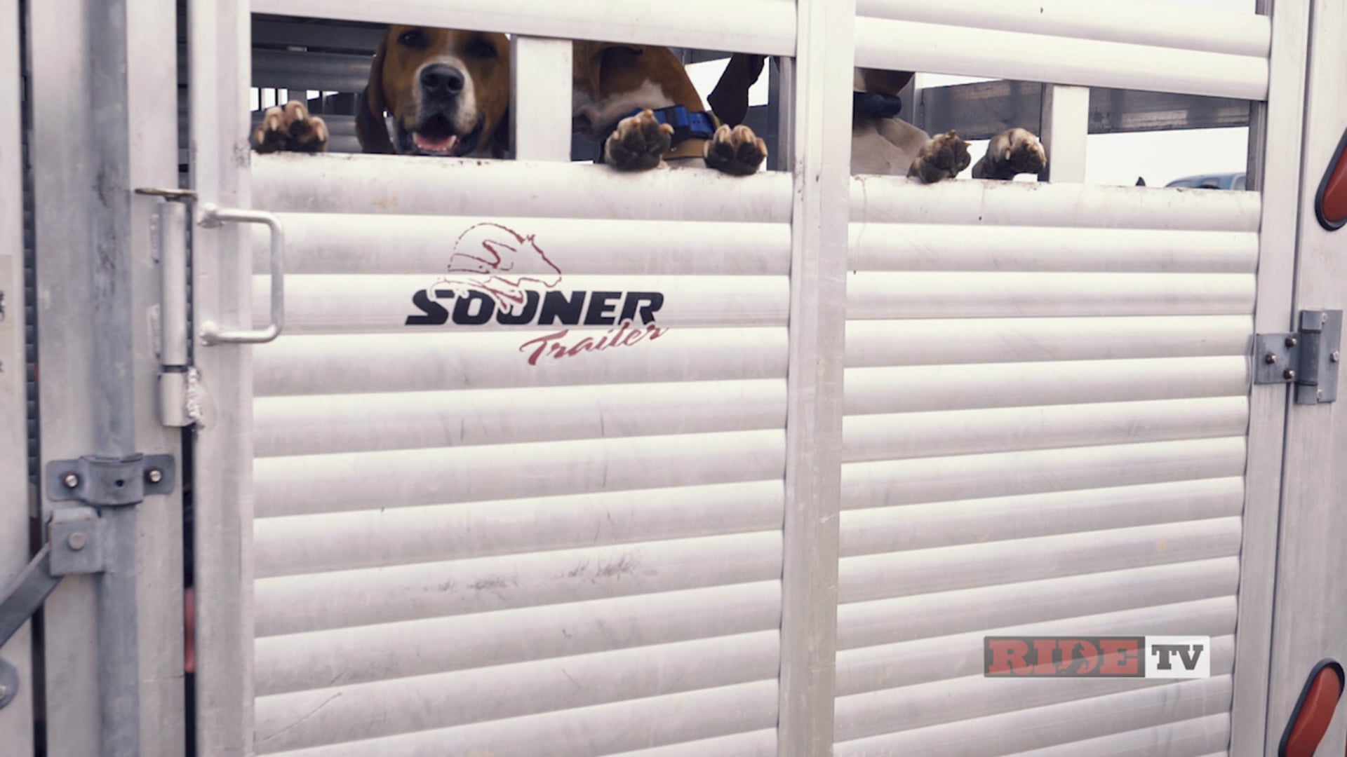 Of Hennessy And Hounds