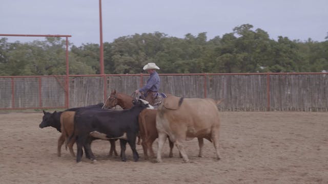 Working Cattle Demonstration