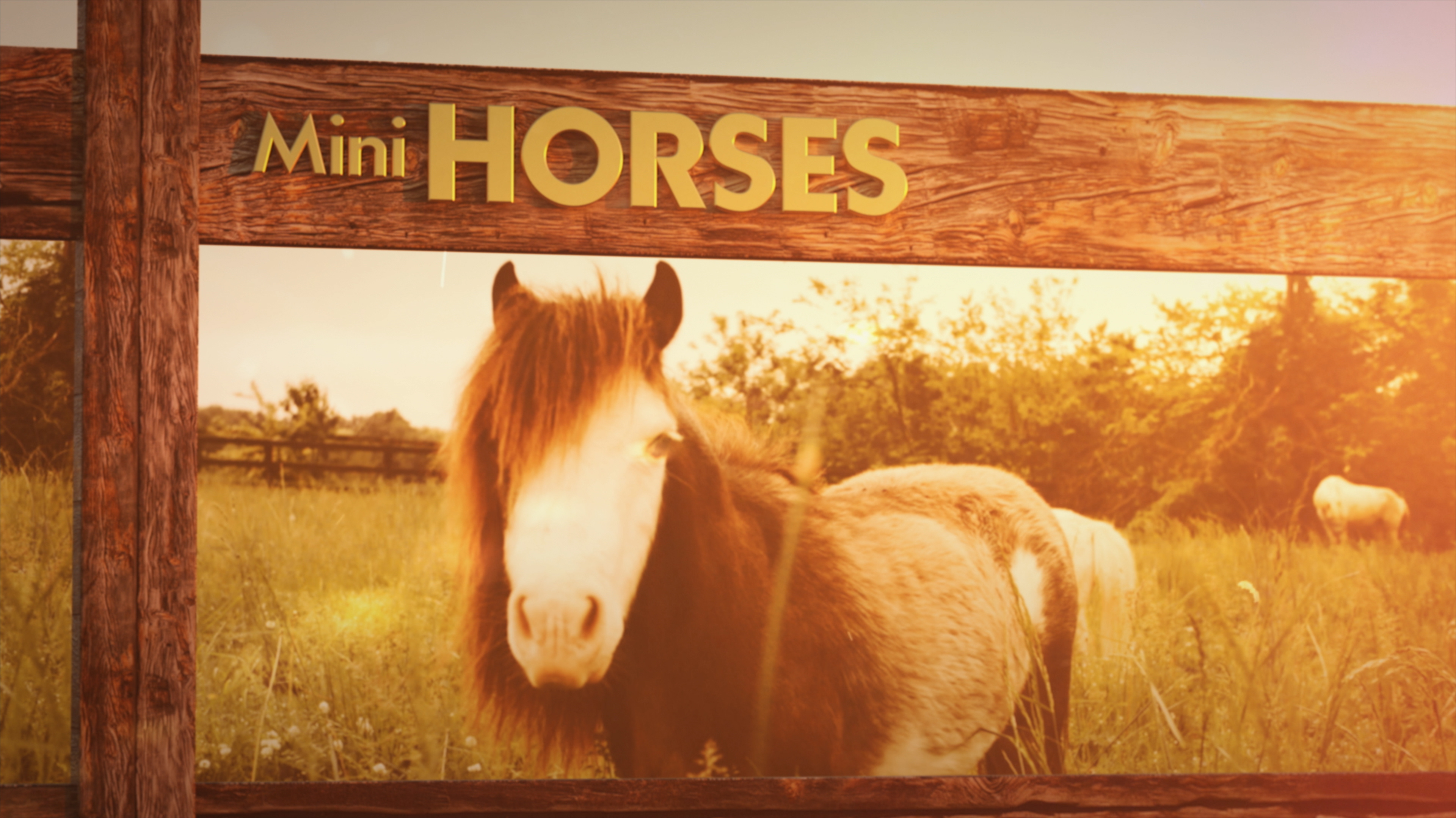 Mini Horses, Big Hearts