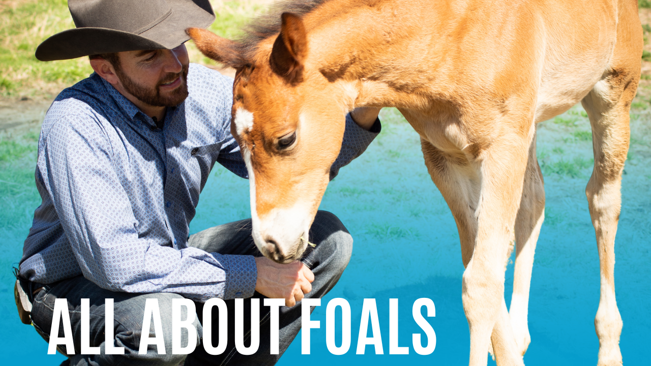 All About Foals