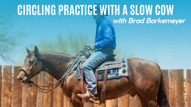 Circling Practice with a Slow Cow
