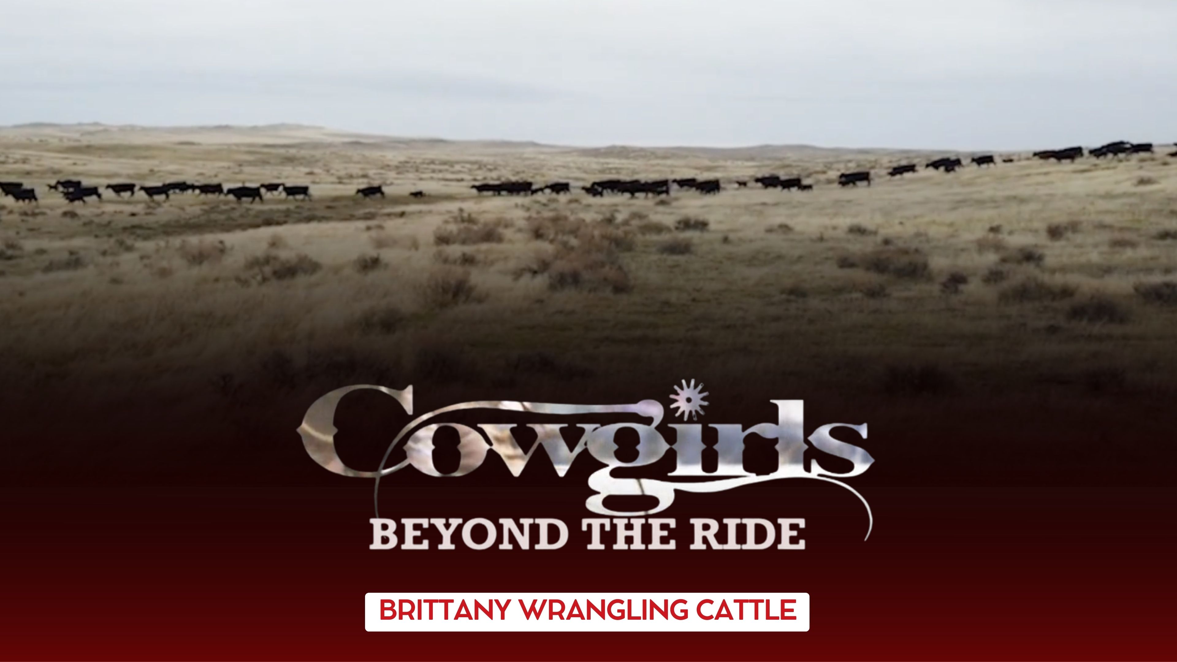 Cowgirls - Brittany Wrangling Cattle