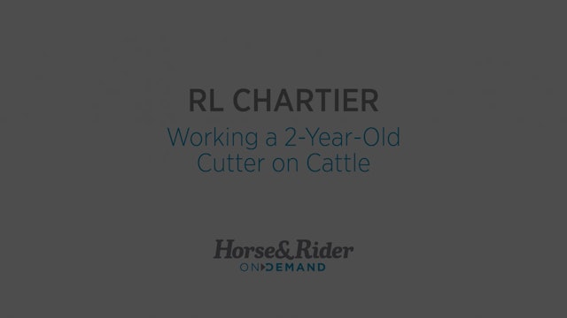 Working a 2-Year-Old Cutter on Cattle