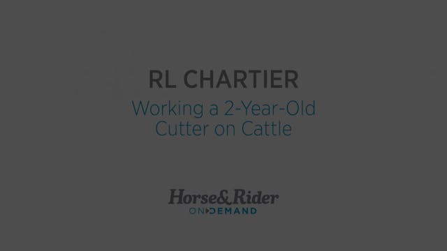 Working a 2-Year-Old Cutter on Cattle